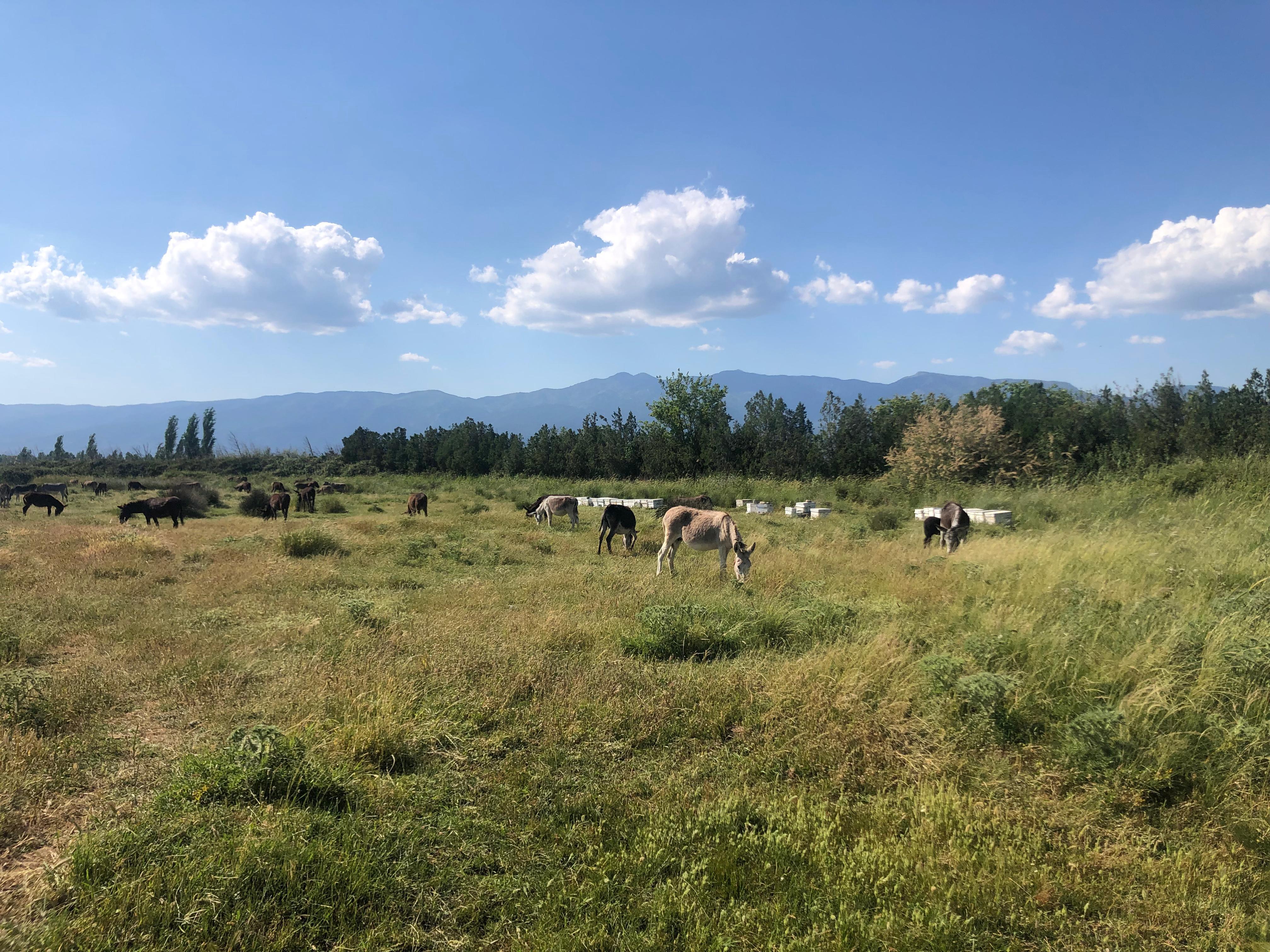 Süt Tozu Üretimimiz Başlamıştır